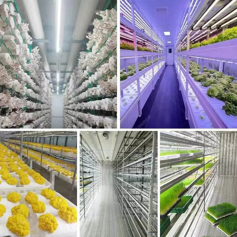 Customized 20ft 40ft Container Farm, Hydroponic Growing System Agricultural Greenhouse for Mushroom Production