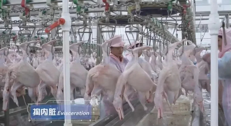 Custom 1000-2500 CE Approved Chicken Duck Poultry Slaughtering Production Line Halal Slaughter House Machine