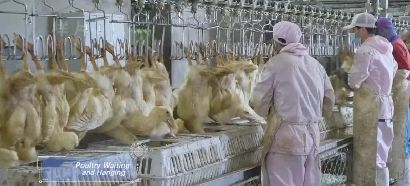 Custom 1000-2500 CE Approved Chicken Duck Poultry Slaughtering Production Line Halal Slaughter House Machine