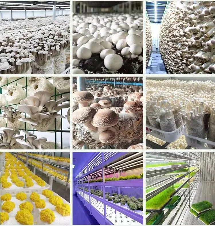 Customized 20ft 40ft Container Farm, Hydroponic Growing System Agricultural Greenhouse for Mushroom Production