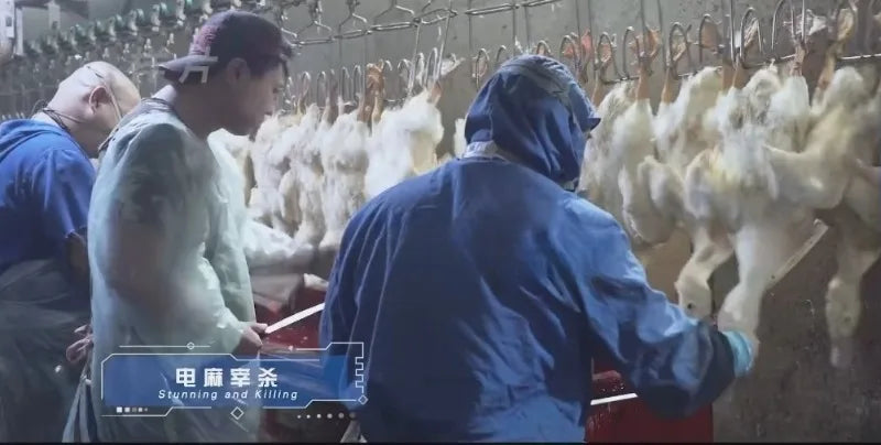 Custom 1000-2500 CE Approved Chicken Duck Poultry Slaughtering Production Line Halal Slaughter House Machine
